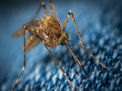 7 slimme tips om muggen efficiënt te verjagen